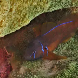 Lemon Coral Goby, photo 7