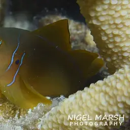 Lemon Coral Goby, photo 8