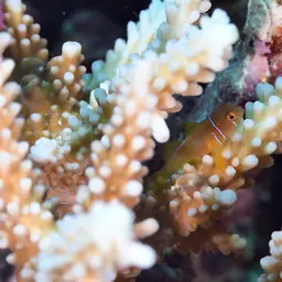 Lemon Coral Goby, photo 9