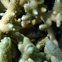 Lemon Coral Goby, photo 11