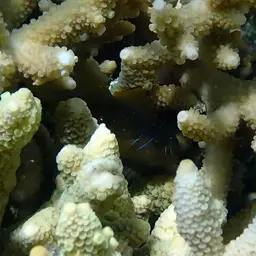 Lemon Coral Goby, photo 12