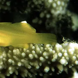 Okinawa Goby