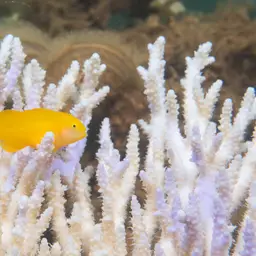 Okinawa Goby, photo 3