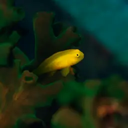 Okinawa Goby, photo 4