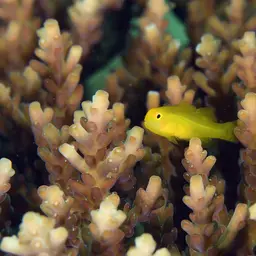Okinawa Goby, photo 5