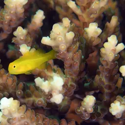 Okinawa Goby, photo 6