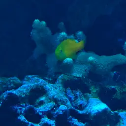Okinawa Goby, photo 8