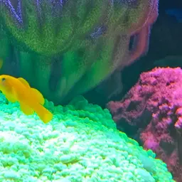 Okinawa Goby, photo 9