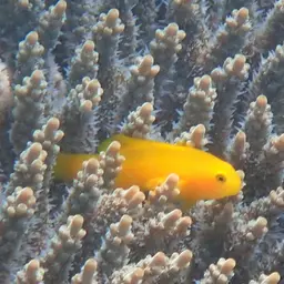 Okinawa Goby, photo 10