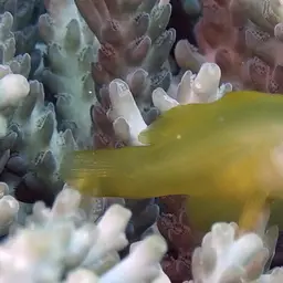 Okinawa Goby, photo 11