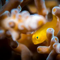 Okinawa Goby, photo 12