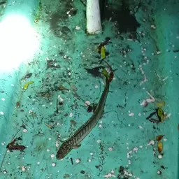 Violet Goby, photo 3