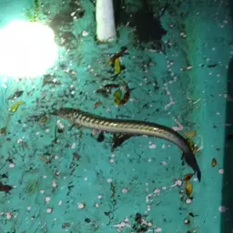 Violet Goby, photo 4