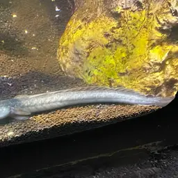 Violet Goby, photo 5
