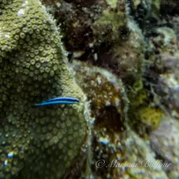 Neon Goby