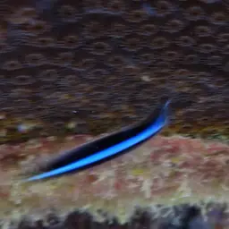 Neon Goby, photo 3