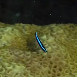 Neon Goby, photo 7