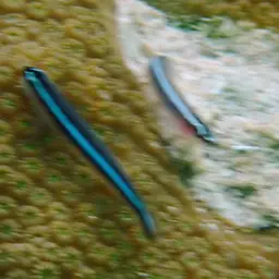 Neon Goby, photo 9