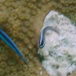 Neon Goby, photo 10