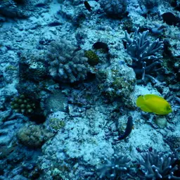 Golden Angelfish
