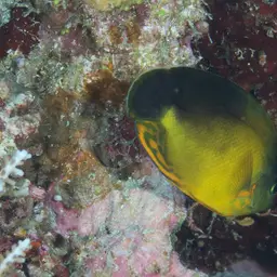Golden Angelfish, photo 2