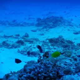 Golden Angelfish, photo 3