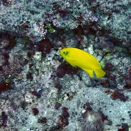 Golden Angelfish, photo 4