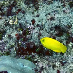 Golden Angelfish, photo 5