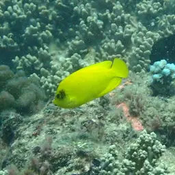 Golden Angelfish, photo 6
