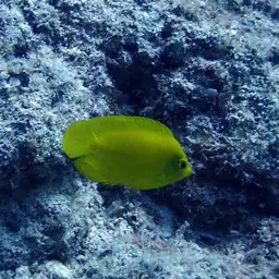 Golden Angelfish, photo 7