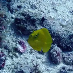 Golden Angelfish, photo 8