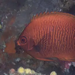 Golden Angelfish