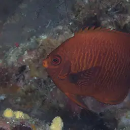 Golden Angelfish, photo 2
