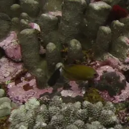 Golden Angelfish, photo 3