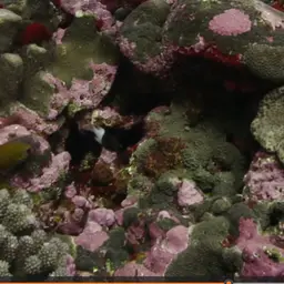 Golden Angelfish, photo 4