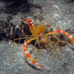 golden coral shrimp, photo 2