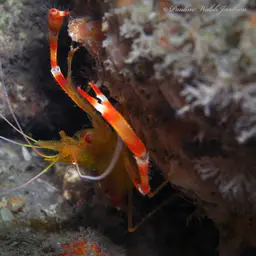 golden coral shrimp, photo 3