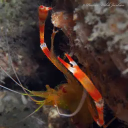 golden coral shrimp, photo 4