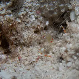 golden coral shrimp, photo 6