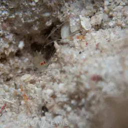golden coral shrimp, photo 7