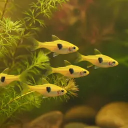 Golden Dwarf Barb, photo 9