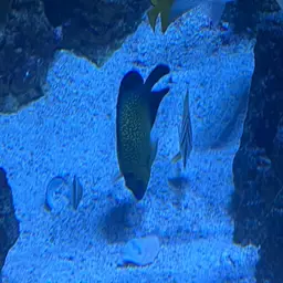 Goldspotted Angelfish