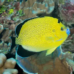 Goldspotted Angelfish, photo 3