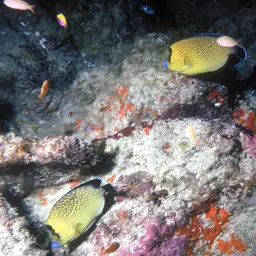 Goldspotted Angelfish, photo 4