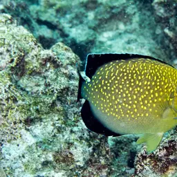 Goldspotted Angelfish, photo 5