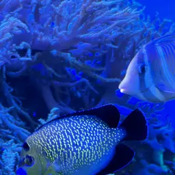 Goldspotted Angelfish, photo 6
