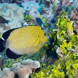 Goldspotted Angelfish, photo 7