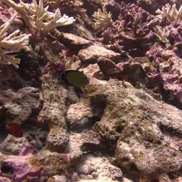 Goldspotted Angelfish, photo 8