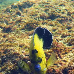 Goldspotted Angelfish, photo 9