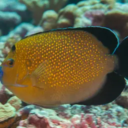 Goldspotted Angelfish, photo 11